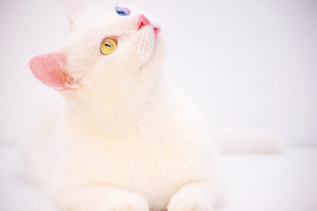 odd eyed white cat