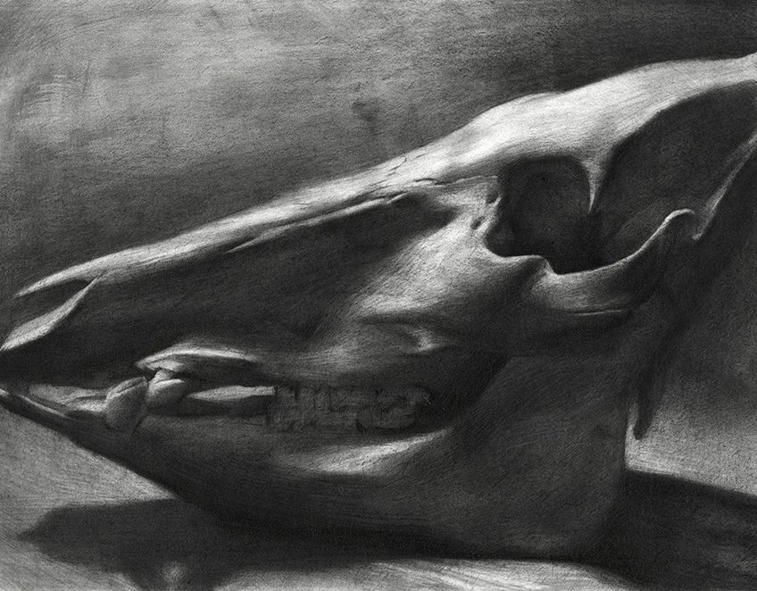 Boar Skull,  Graphite on Paper, 9”x12”