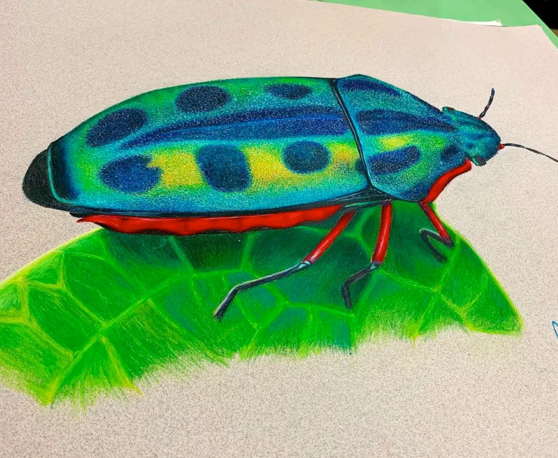 Rainbow Shield Bug