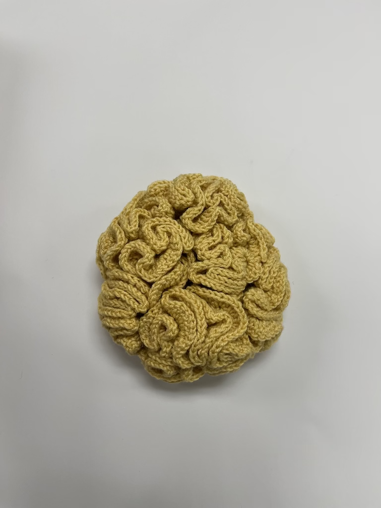Brain Coral