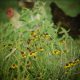 Wild Flower Chickens