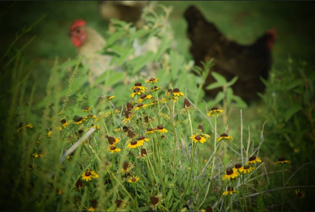 Wild Flower Chickens