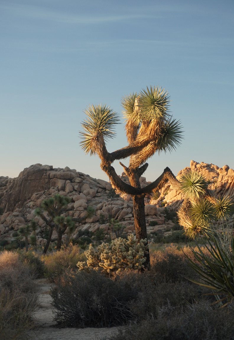 Cactus Love