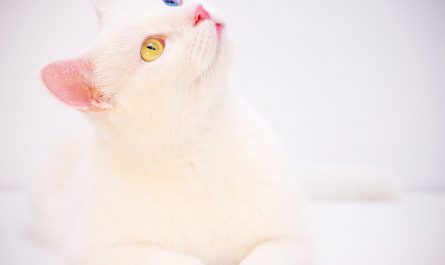 odd eyed white cat